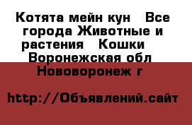 Котята мейн кун - Все города Животные и растения » Кошки   . Воронежская обл.,Нововоронеж г.